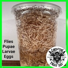 Fruit Fly Culture, WINGLESS Small Fruit Fly: D. melanogaster - 32oz