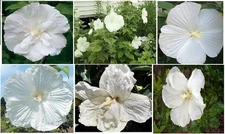 White Saucer *Huge Blooms* HIBISCUS Perennial Flower 25 + Seeds USA Home Grown
