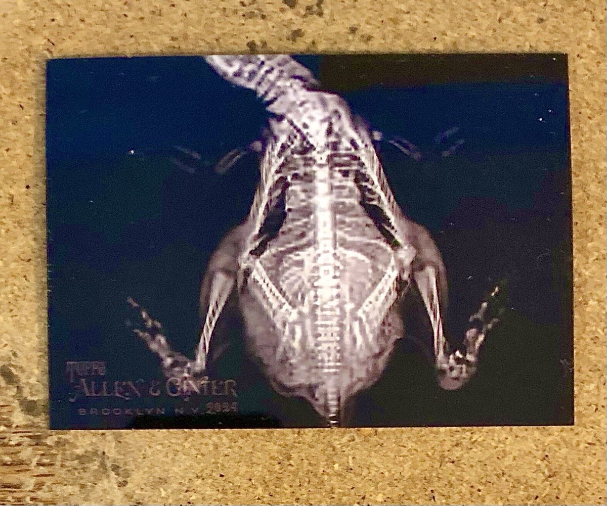 2024 Topps Allen & Ginter Oregon Zoo Humboldt Penguin X-Ray Card