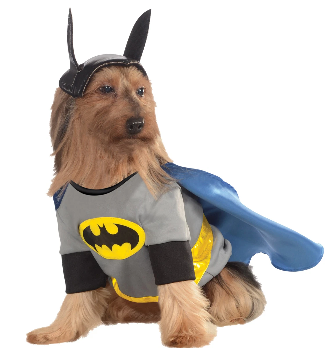 Dog in top batman costume