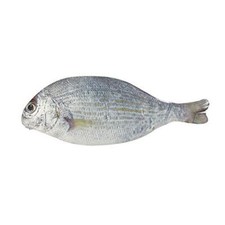 Wrapables Novelty Fish Style Pencil Case, Whi...