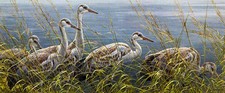 Robert Bateman -Young Sandhill Cranes - Limited Edition Print - 14-1/4
