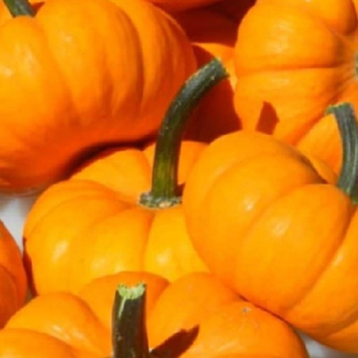 #ad Jack Be Little Pumpkin Seeds NON GMO Pumpkin Seeds Heirloom Garden Seeds $6.00