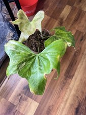 anthurium Pterodactyl Vaiegated