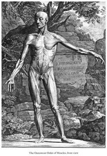 ML51 Vintage Medical Anatomy Human Body Muscles Front Albinus Poster A2/A3/A4