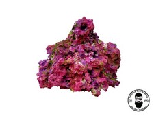 ARK Key Dreams Dry Reef Rock Aragonite, Aquariums Live