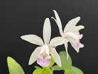 Division Cattleya intermedia amethystina ‘Rg’’ - Blooming