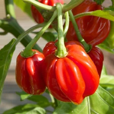 Red Scotch Bonnet Pepper Seeds | Heirloom / Non-GMO | Free Shipping | 1007