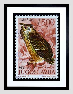 POSTAGE STAMP YUGOSLAVIA 500 DINAR EAGLE OWL BIRD PREY FRAMED ART PRINT B12X8234