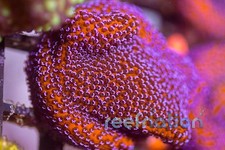 Mystic Montipora