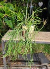 Rhipsalis species Plant in 5" Pot 16" Long 19" Wide 11" Tall Large — photo 6
