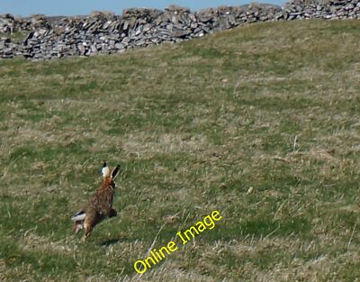 Photo 6x4 March hare takes off Chelmorton In full flight from a e c2014