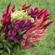 200 Celway Celosia Plumosa Mix Seeds. USA Seeds. Organic. Ships free