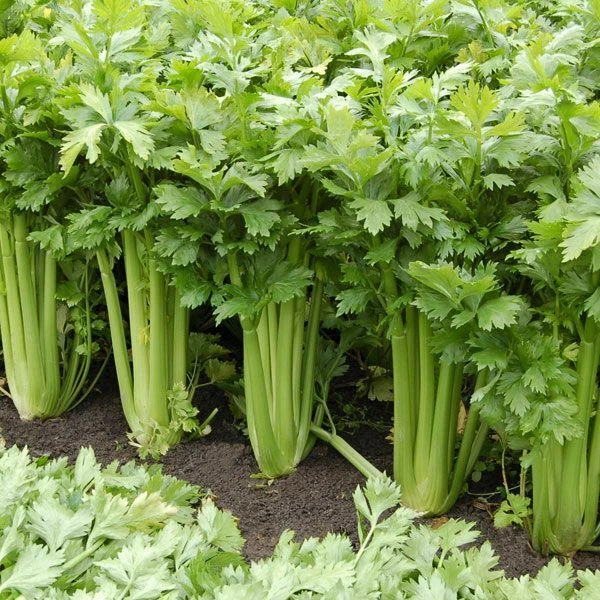 plant  seed
