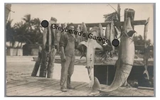RPPC Fishing SHARKS and DOLPHIN! Catch FL Florida Vintage Real Photo Postcard