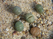 5x  lebende Steine- Lithops - Jungpflanzen "7"