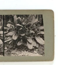 Primroses Flower Closeup Stereoview