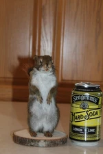 New Taxidermy Red Pine Squirrel Mount Nut Novelty Whitetail Deer Log Cabin Decor