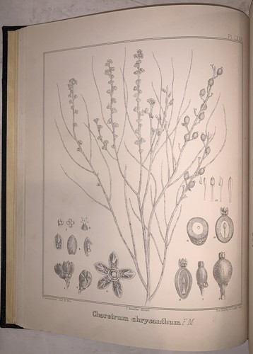 1 of 484, 1910, 1st, PLANTS INDIGENOUS TO VICTORIA, EWART, WITH BOTANICAL PLATES - Picture 12 of 12