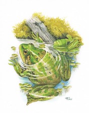 Żaba harlekin żaba - obraz z nadrukiem artystycznym - 25,5 x 17,5 cm