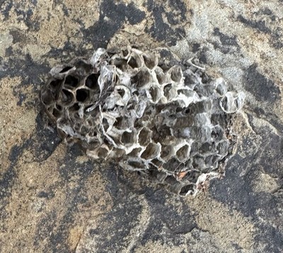 Common Wasp Vespula vulgaris Nest. Small. 4 . 