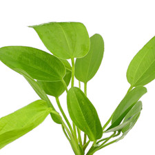 Echinodorus Horizontalis Aquarium Plants Factory