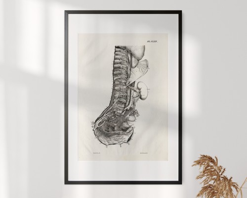 Antique Anatomy Print-Arterial system in the lower spine-Cloquet-1825 - Picture 9 of 9
