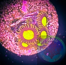 SAF~ “WYSIWYG” King Midas Zoanthid Coral Frag, Palythoa, Paly, Zoa