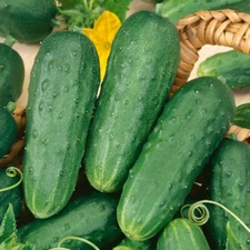 200 Cucumber Seeds - Homemade Pickles Heirloom - Premium Non-GMO, OP, Fresh