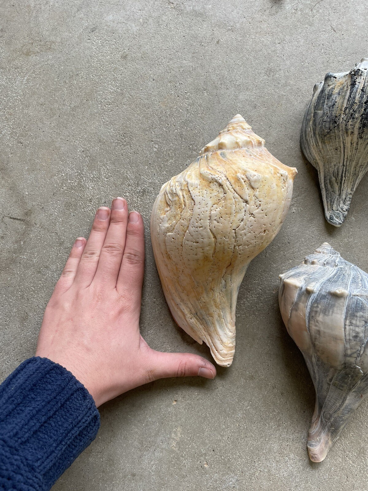 Lot Of Sea Shells eBay