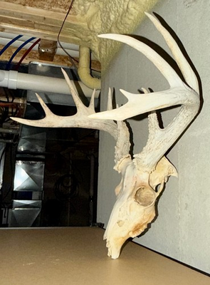 #ad #ad MASSIVE 13 PT WHITETAIL EUROPEAN MOUNT $220.00