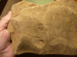 Ichnofossil Worm Tracks Display Cut Slab 240602