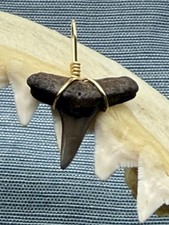 SHARK TOOTH PENDANT..fossilized 7/8 inch upper Lemon ( NON ENDANGERED )
