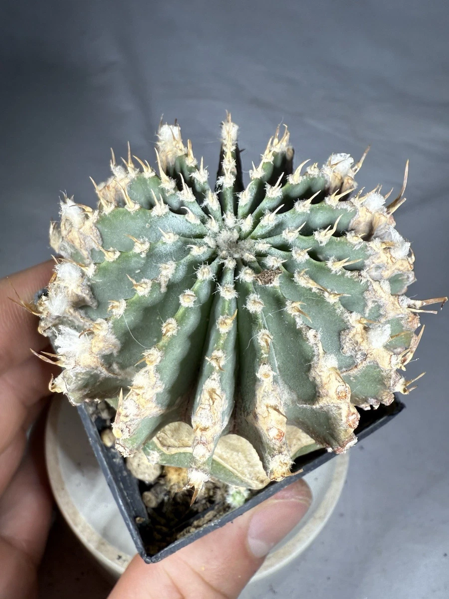 mammillaria rhodantha Mammillaria Rhodantha Red Spines Pincushion Cactus Pink Flowers 106   cactusbylin.com