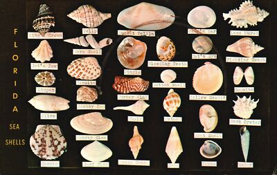 Shells Found Along the Coast of Florida Dodson's Shell Shop Vintage Postcard