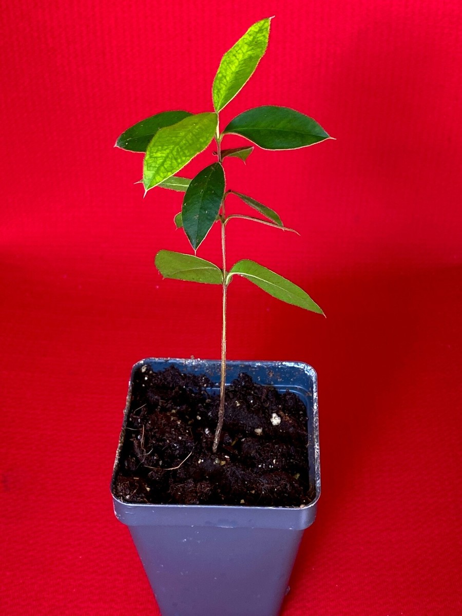 Myrcianthes Pungens Guabiju Guabiyu Dark Purple Fruit Tree