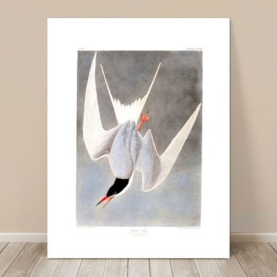 FAMOUS SEA BIRD ART ~ CANVAS PRINT  24x18'' ~ JOHN AUDUBON ~ Great Tern
