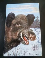 Postcard 1900s Razorback Hog Pig Athens Texas