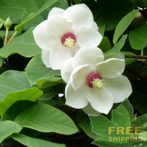 De Flor Pequena Magnolia Magnolia Sieboldii 5 Semillas Gratis Envio Y Manipulacion Ebay