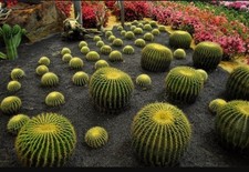 10 semi  di Echinocactus grusonii , cuscino della suocera , seeds cactus 