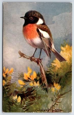 Postcard  Roland Green StoneChat Bird Art RS Series