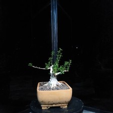Bonsai Baum Premna Microphylla Stil Formal. größe klein. weiß Pflanzenschutz
