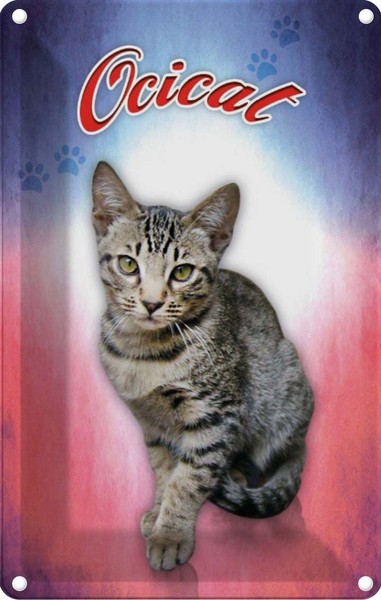 Blechschild 18X12 Cm Katze Ocicat Tier Haustier Deko Geschenk Metall Schild-image