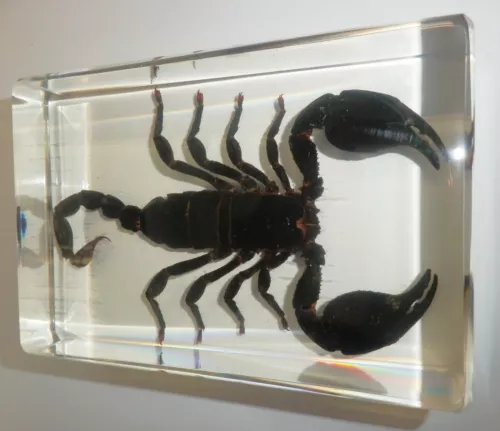 4.7" Black Scorpion Asian Forest Scorpion Clear Block Education Insect Specimen - Picture 2 of 10
