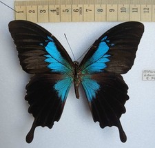 Butterflies for collectors | Butterfly taxidermy