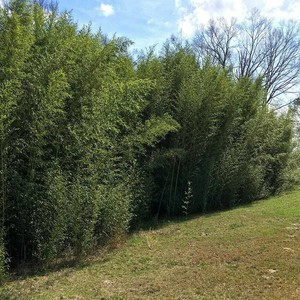 cheap for sale online Phyllostachys bissetii discounted 