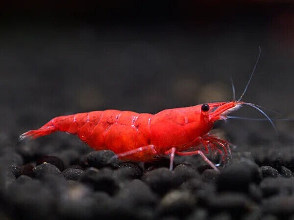 OFFERTA 10x Sakura Painted Red SS Neocaridina + Mangime Professionale