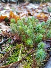 Live Assortment of Moss For Fairy Gardens, Terrarium Sustainably Harvested