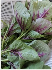 1-OZ 28,000 Edible Amaranth Seeds; Red Stripe Leaf 紅莧菜; heirloom