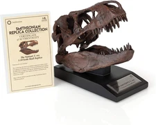 The Nation'S T-Rex Skull Statue | Smithsonian Fossil Replica | 6-Inch Tall Tyran